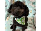 Adopt Pomme a Poodle
