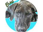 Adopt Elan a Chocolate Labrador Retriever, Mastiff