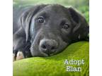 Adopt Elan a Chocolate Labrador Retriever, Retriever