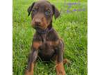 Purple Collar Female Doberman