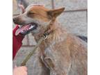 Adopt Red F PDR a Cattle Dog