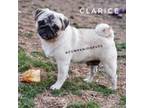 Clarice- Very Small Adult