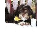 Havanese Puppy for sale in Ruston, LA, USA