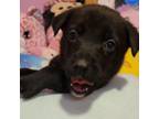 Adopt Tanzanite a Labrador Retriever