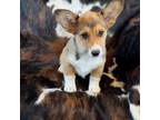 Pembroke Welsh Corgi Puppy for sale in Ribera, NM, USA