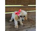 Poodle (Toy) Puppy for sale in Eatonton, GA, USA