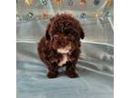Poodle (Toy) Puppy for sale in Eatonton, GA, USA