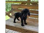 Poodle (Toy) Puppy for sale in Eatonton, GA, USA