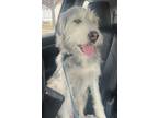 Adopt Ragnar a Irish Wolfhound, Husky