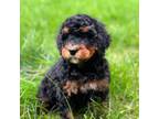 Mutt Puppy for sale in Spokane, WA, USA