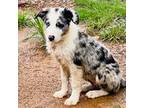 Border Collie Puppy for sale in Poteau, OK, USA