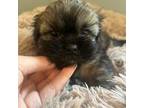 Shih Tzu Puppy for sale in Royston, GA, USA