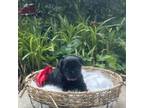 Shih Tzu Puppy for sale in Royston, GA, USA