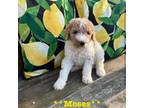 Mutt Puppy for sale in Charlotte, NC, USA