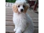 Poodle (Toy) Puppy for sale in Evansville, WI, USA