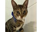 Adopt Miso a Domestic Short Hair