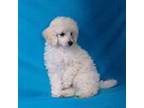 Poodle (Toy) Puppy for sale in Evansville, WI, USA
