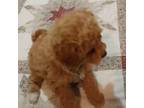 Poodle (Toy) Puppy for sale in Billings, MT, USA