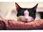 Adopt Edgar (with Poe) a American Shorthair, Domestic Short Hair