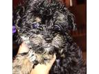 Yorkshire Terrier Puppy for sale in Cicero, IL, USA