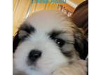 Lhasa Apso Puppy for sale in Cicero, IL, USA