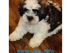Lhasa Apso Puppy for sale in Cicero, IL, USA