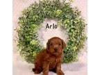 Arlo