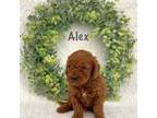 Alex