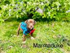 Adopt Marmaduke a English Setter, Labrador Retriever