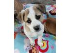 Adopt Knox a Saint Bernard, German Shepherd Dog