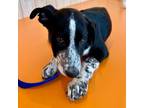 Adopt Isaac a Border Collie, Pit Bull Terrier