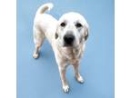 Adopt Linus a Great Pyrenees