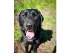 Adopt Basil a Retriever