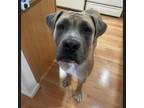 Adopt Mars a Bullmastiff