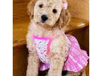 Goldendoodle Puppy for sale in Monee, IL, USA