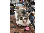 Adopt Biscuit a Domestic Short Hair