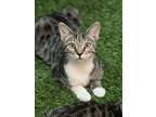 Adopt Izek a Tabby