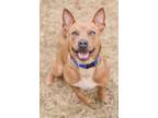 Adopt Rocco a American Bully, Corgi