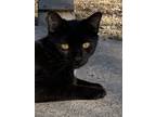 Adopt Jett a Domestic Short Hair