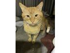 Adopt Charlie a Domestic Short Hair, Tabby