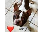 Adopt Alfie a Boston Terrier