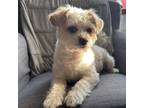 Adopt Gizmo a Terrier