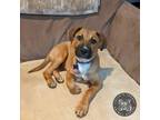 Adopt Baby Stuart a Mixed Breed