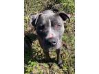 Adopt Otto a Mixed Breed