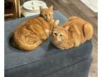 Adopt Skippy & Scooter a Tabby