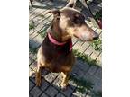 Adopt Max a Doberman Pinscher