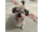 Adopt Teddy a Poodle