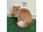 Adopt Aladin-Y a Persian