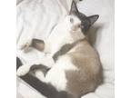 Adopt Apollo a Siamese, Snowshoe