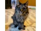 Adopt Ernie a Domestic Long Hair